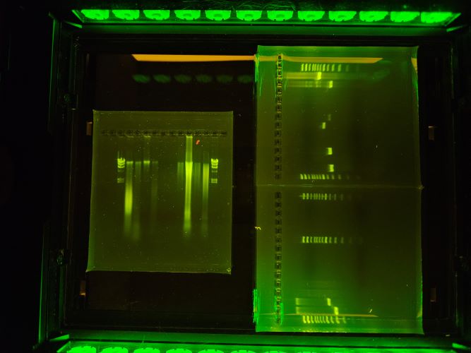 BioS6 Ergebnis